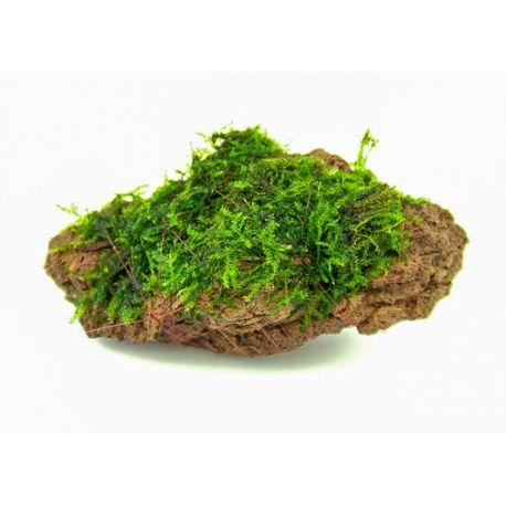 Mousse sur roche - Plante pour Aquarium Aqua Store