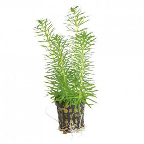 Pogostemon erectus - Plante en pot pour aquarium Aqua Store