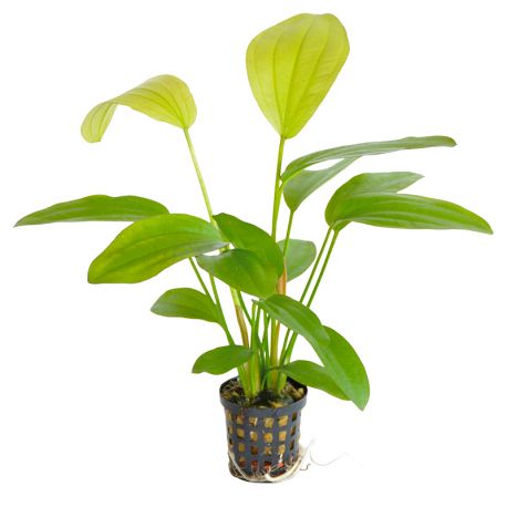 Echinodorus rose - Plante en pot pour aquarium Aqua Store