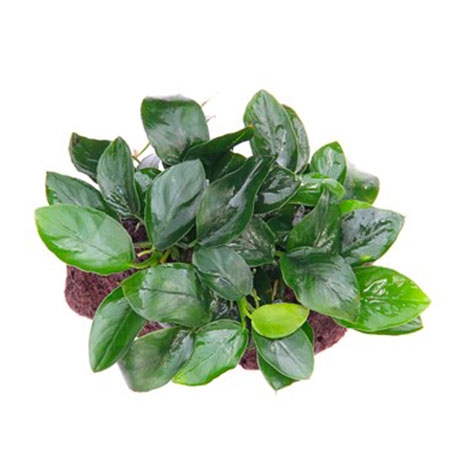 Image 1 - Anubias Nana sur pierre de lave - Plante pour Aquarium Aqua Store
