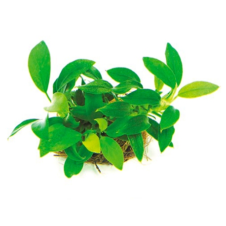 Anubias nana Bonsai - Plante en pot pour aquarium Aqua Store