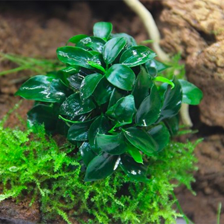 Image 1 - Anubias nana Bonsai - Plante en pot pour aquarium Aqua Store