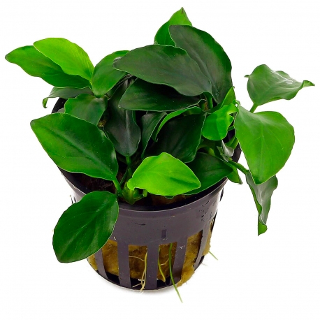 Image 2 - Anubias nana Bonsai - Plante en pot pour aquarium Aqua Store