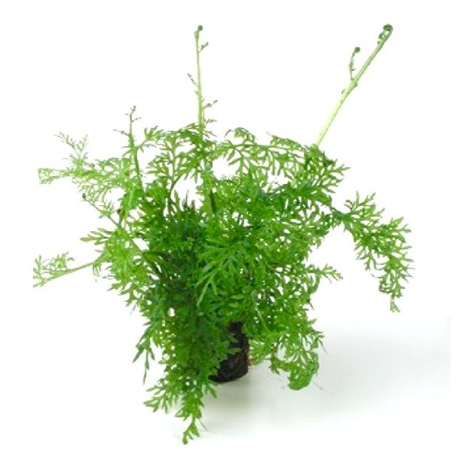 Ceratopteris siliquosa - Plante en pot pour aquarium Aqua Store