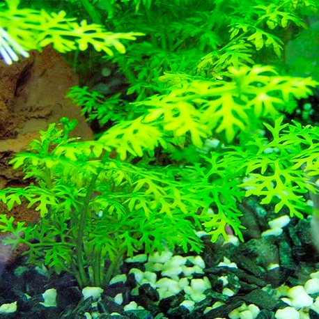 Image 1 - Ceratopteris siliquosa - Plante en pot pour aquarium Aqua Store