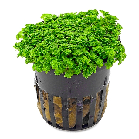 Hemianthus Callitrichoides - Plante en pot pour aquarium Aqua Store