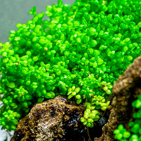 Image 1 - Hemianthus Callitrichoides - Plante en pot pour aquarium Aqua Store