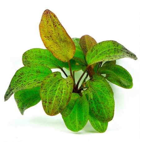 Echinodorus Ozelot - Plante pour Aquarium Aqua Store