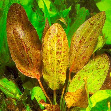 Image 1 - Echinodorus Ozelot - Plante en pot pour Aquarium Aqua Store