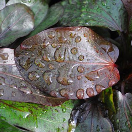 Image 2 - Echinodorus Ozelot - Plante en pot pour Aquarium Aqua Store
