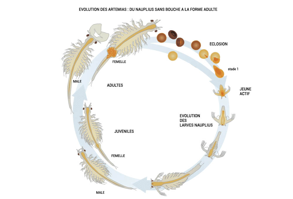 Evolution d'un artémia, nourriture vivante pour poisson d'aquarium