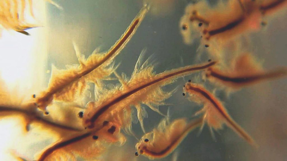 Les naupliies ou larves d'artemia ne peuvent se nourrir qu'au bout de 24 heures