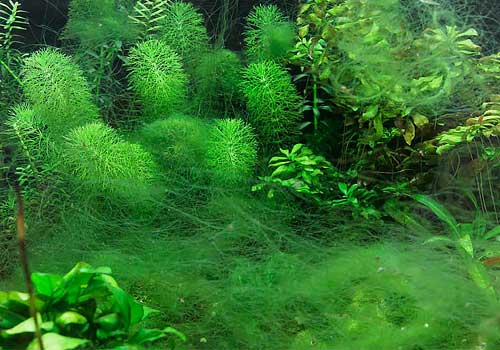 Comment ne pas avoir d'algues dans son aquarium ? 