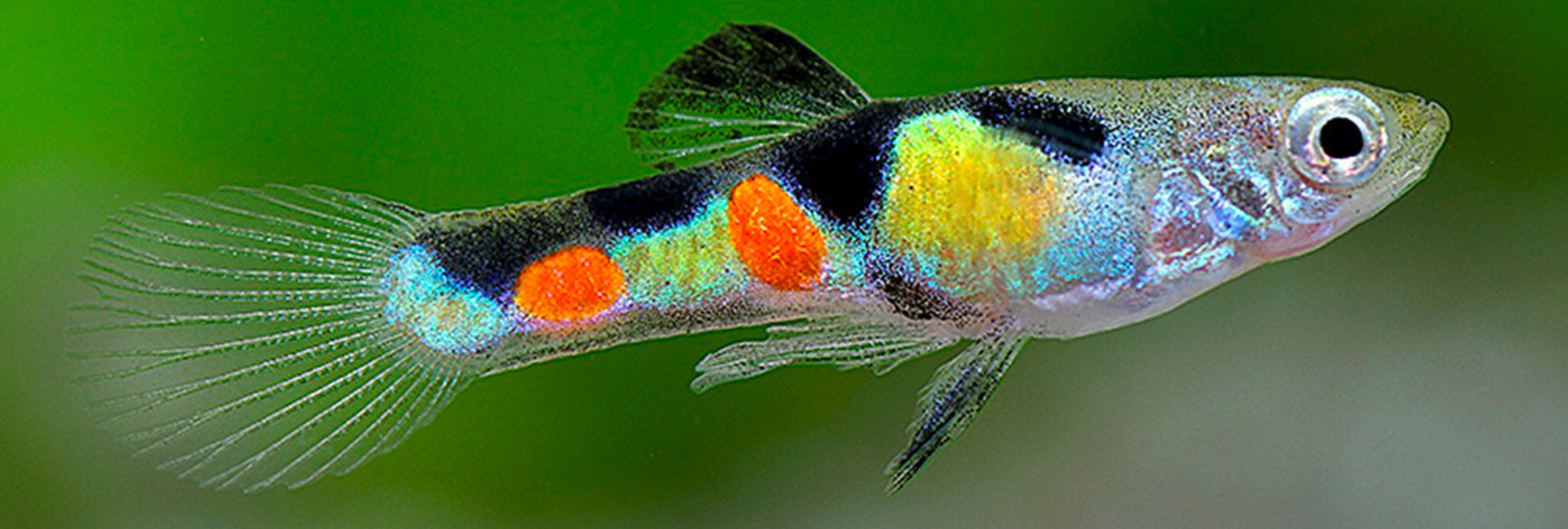 Le guppy endler (Poecilia wingei)