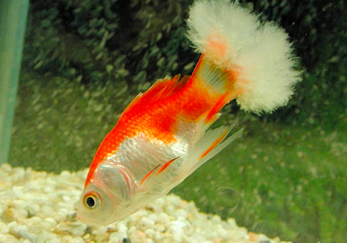 Comment traiter les maladies des poissons d'aquarium ?