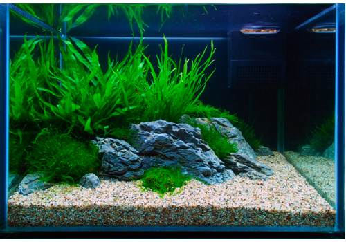 Quelles sont les plantes faciles en aquarium?