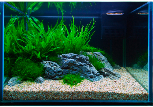 Plantes en Aquarium : astuces d'une plantation réussie [Aquatiques] ✿AN