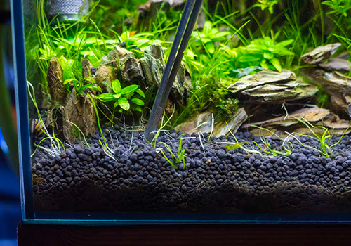 Quand mettre les plantes dans l’aquarium?