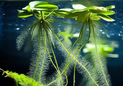Pourquoi mettre des plantes flottantes dans un aquarium?