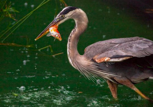 Comment éloigner les hérons de son bassin de jardin ?