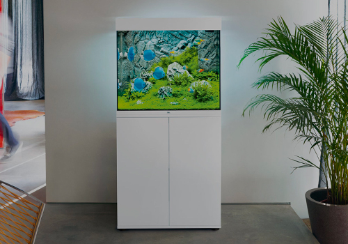 Installation d'un aquarium Juwel