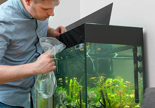 Le Molly en aquarium : conseils et bonnes pratiques d'élevage