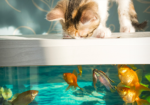 Comment protéger son aquarium des chats ?