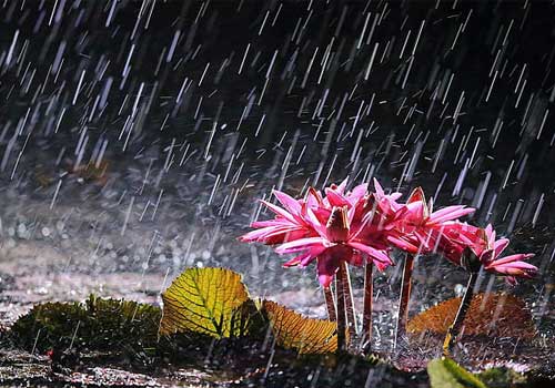 Bassin de jardin: Que faut il faire après un orage?