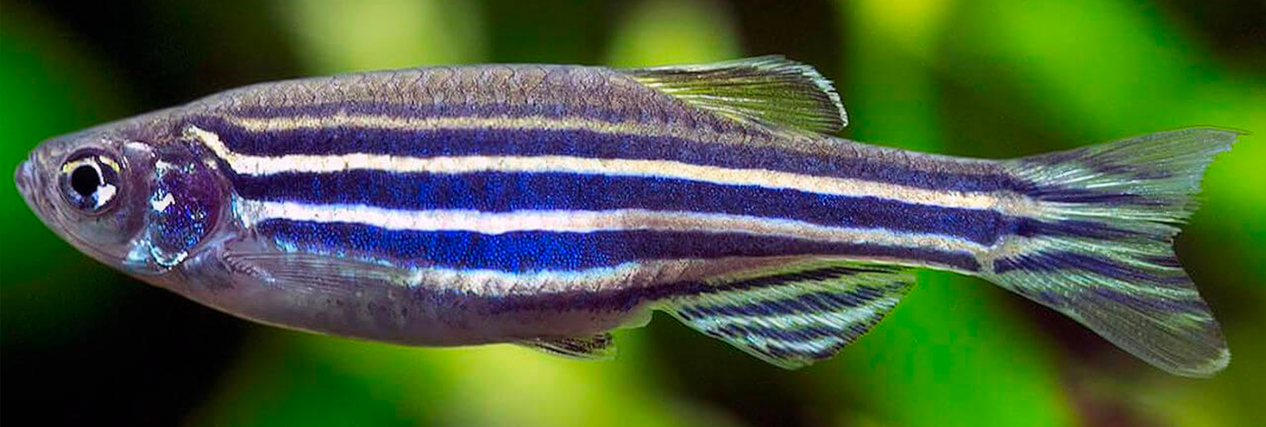 Le danio rerio (Danio zébré)