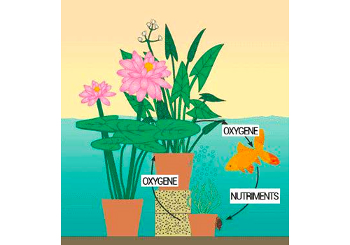L'installation de plantes aquatiques dans un bassin