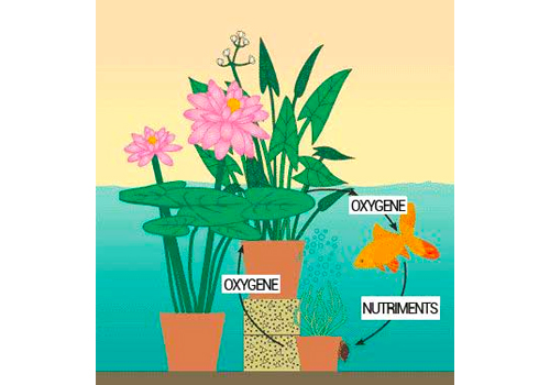 Bassin de jardin : quand introduire des poissons ?