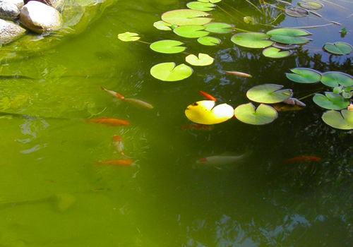 Supprimer les algues vertes en bassin (Partie 2)