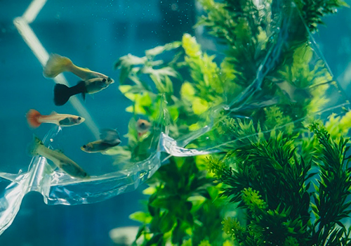 Quand mettre les poissons dans l’aquarium?