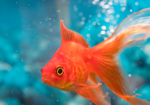 Poisson rouge et la qualité d'eau