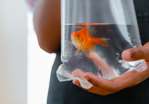 Combien de temps un poisson rouge peut-il vivre ?