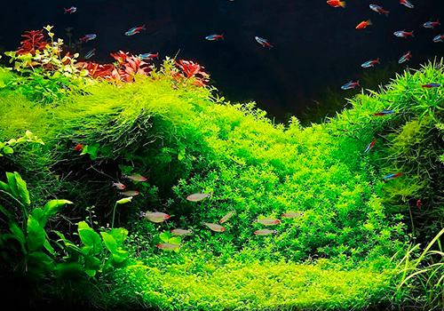 Pourquoi mettre de l’eau osmosée dans un aquarium?