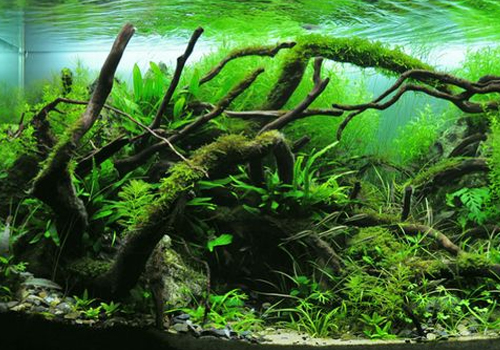 Biotope Amérique du Sud ou aquarium Amazonien