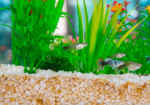 Quelle épaisseur de substrat pour réaliser le fond de mon aquarium ?