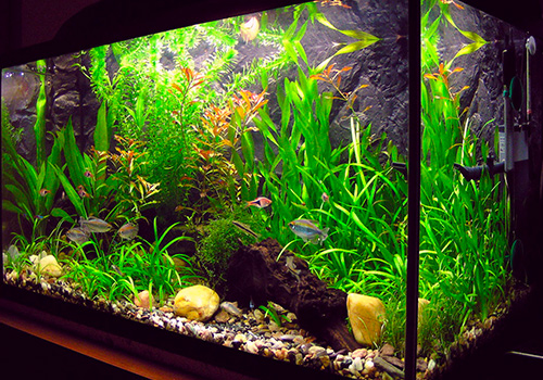 Sable d'aquarium à gros grain 3L -  Plantes, koïs Japon et  matériel de Bassins