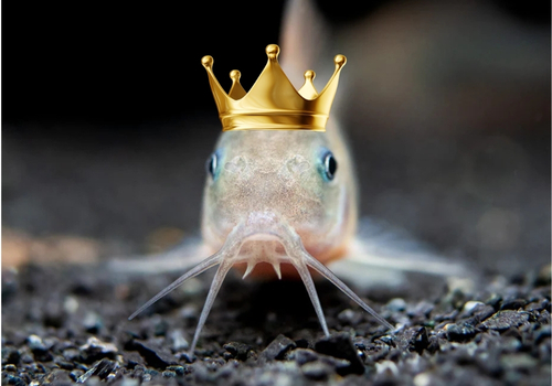 Top 5 des poissons les plus achetés en 2025