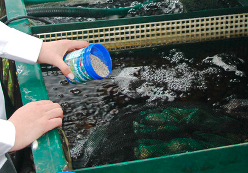 Quand faut-il relancer le système de filtration de votre bassin