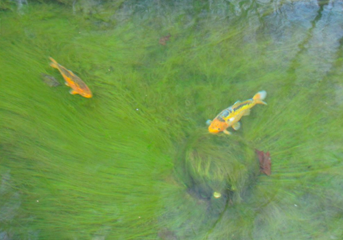 Eviter les algues vertes en bassin : 7 recommandations