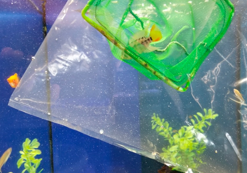 Epuisette à poisson 15 cm pour aquarium - OASE —