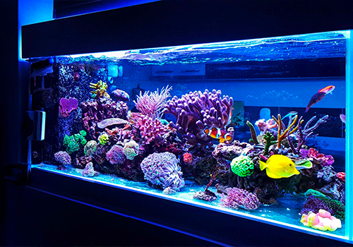 Comment choisir et entretenir les coraux de votre aquarium récifal ?