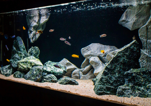 Réaliser un aquarium Biotope Africain