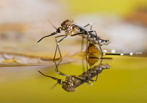 Bassin de jardin: Ne craignez pas les moustiques !