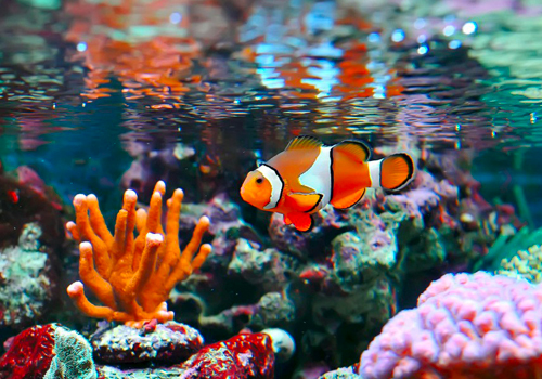 Quel sel choisir pour son aquarium d’eau de mer?