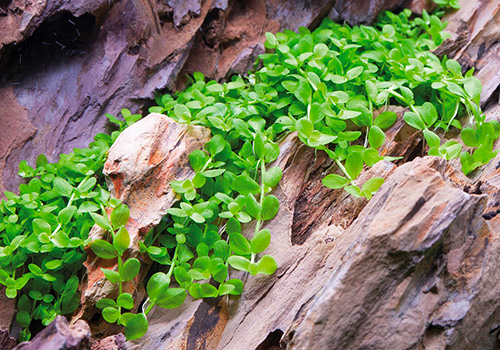 Comment faire un aquarium avec des plantes ?