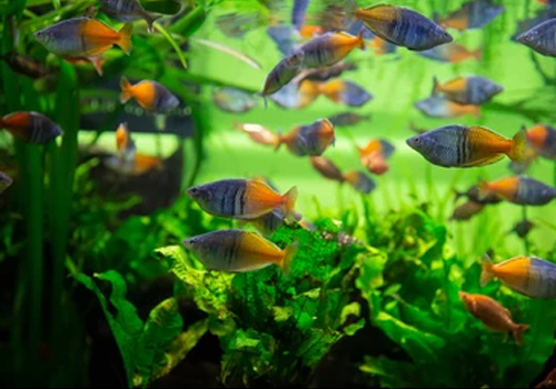 Réaliser un biotope Australo-guinéen en aquarium