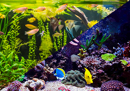 Aquarium marin VS aquarium d'eau douce : avantages et inconvénients